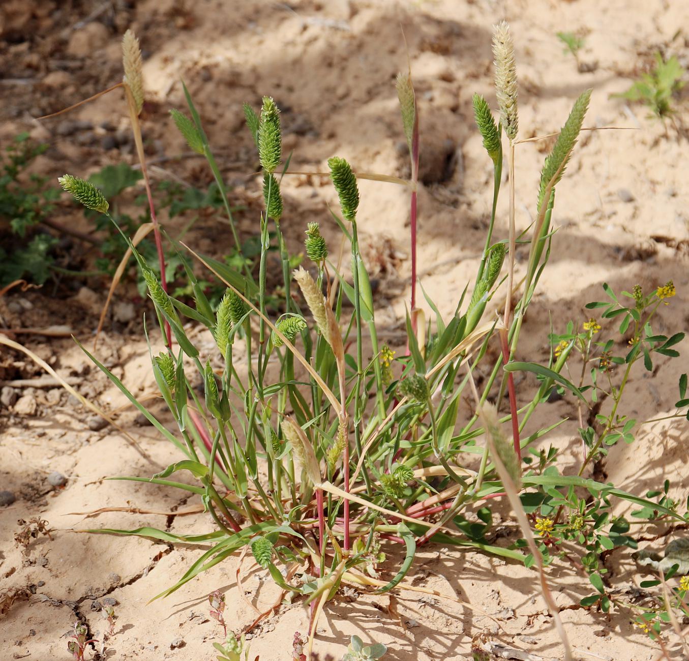 Image of Phalaris minor specimen.