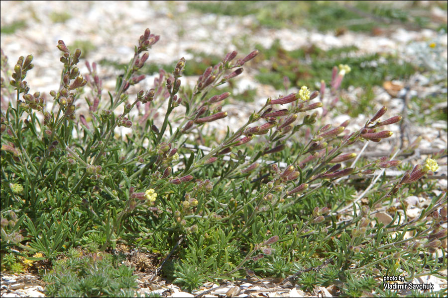 Image of Silene thymifolia specimen.