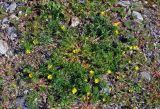 Potentilla tergemina