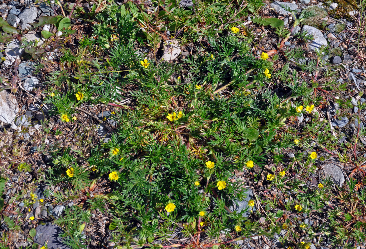 Изображение особи Potentilla tergemina.