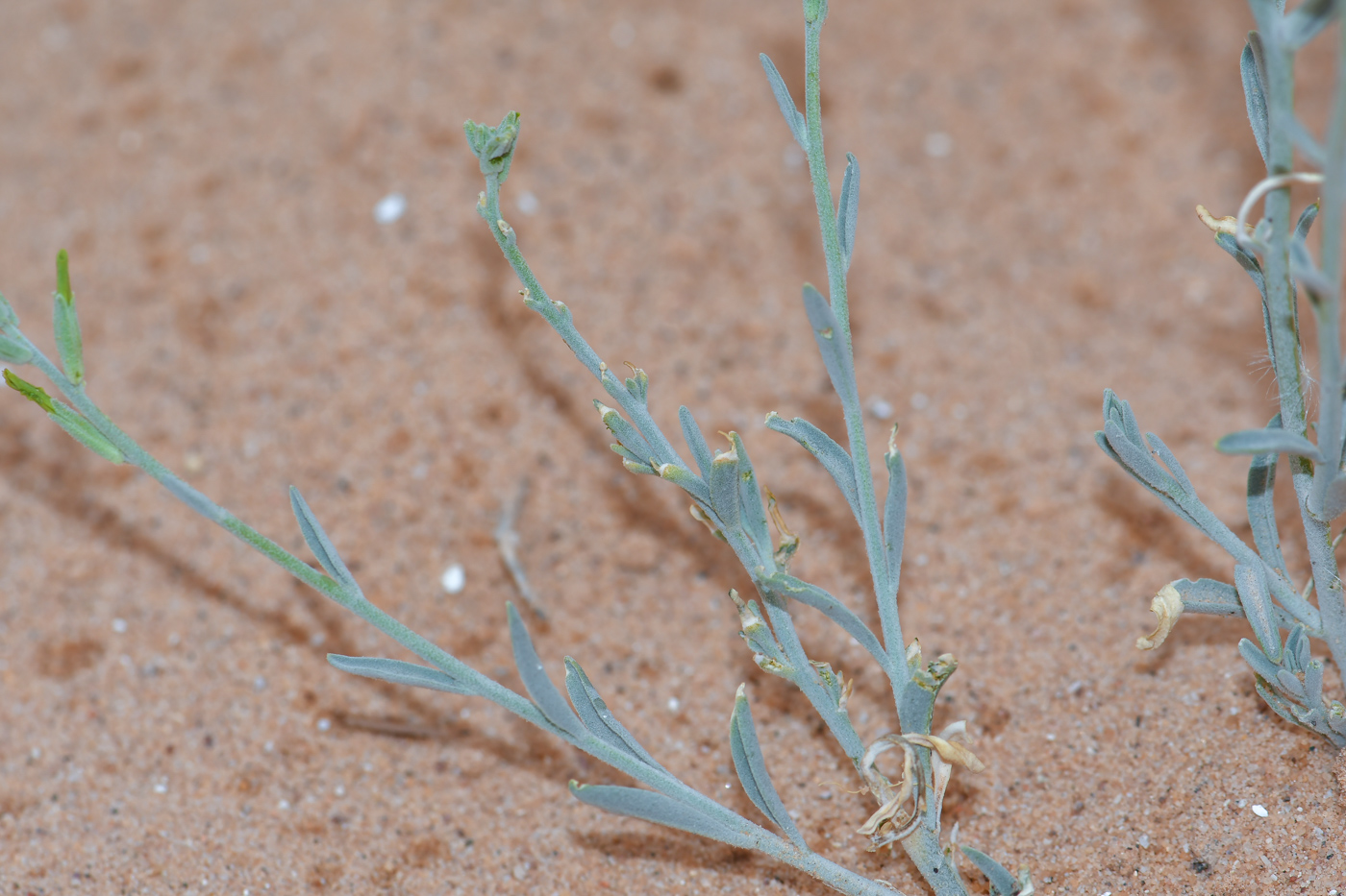Image of Matthiola arabica specimen.