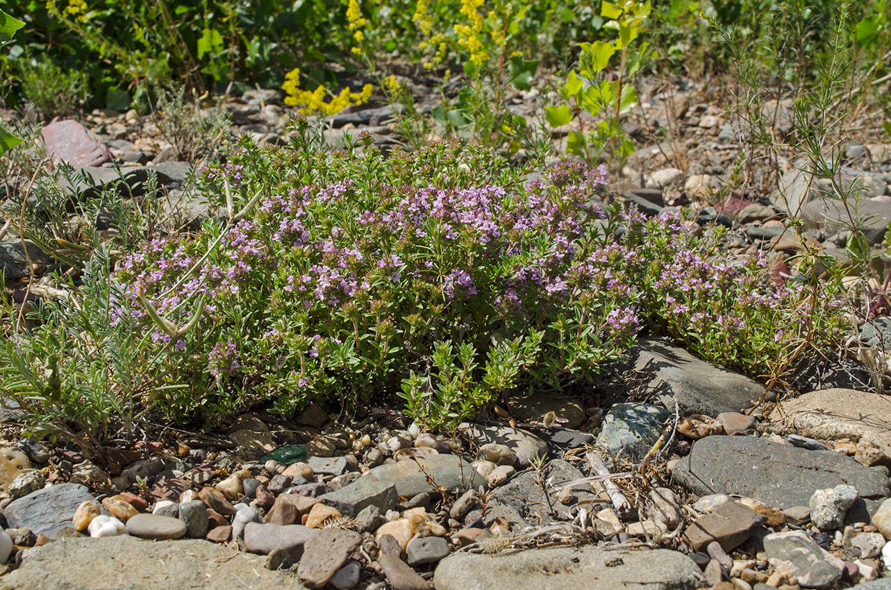 Изображение особи род Thymus.