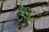 Cymbalaria muralis. Вегетирующее растение. Великобритания, Англия, парк \"Landscape Garden\", на каменной стене парка. 21.01.2019.