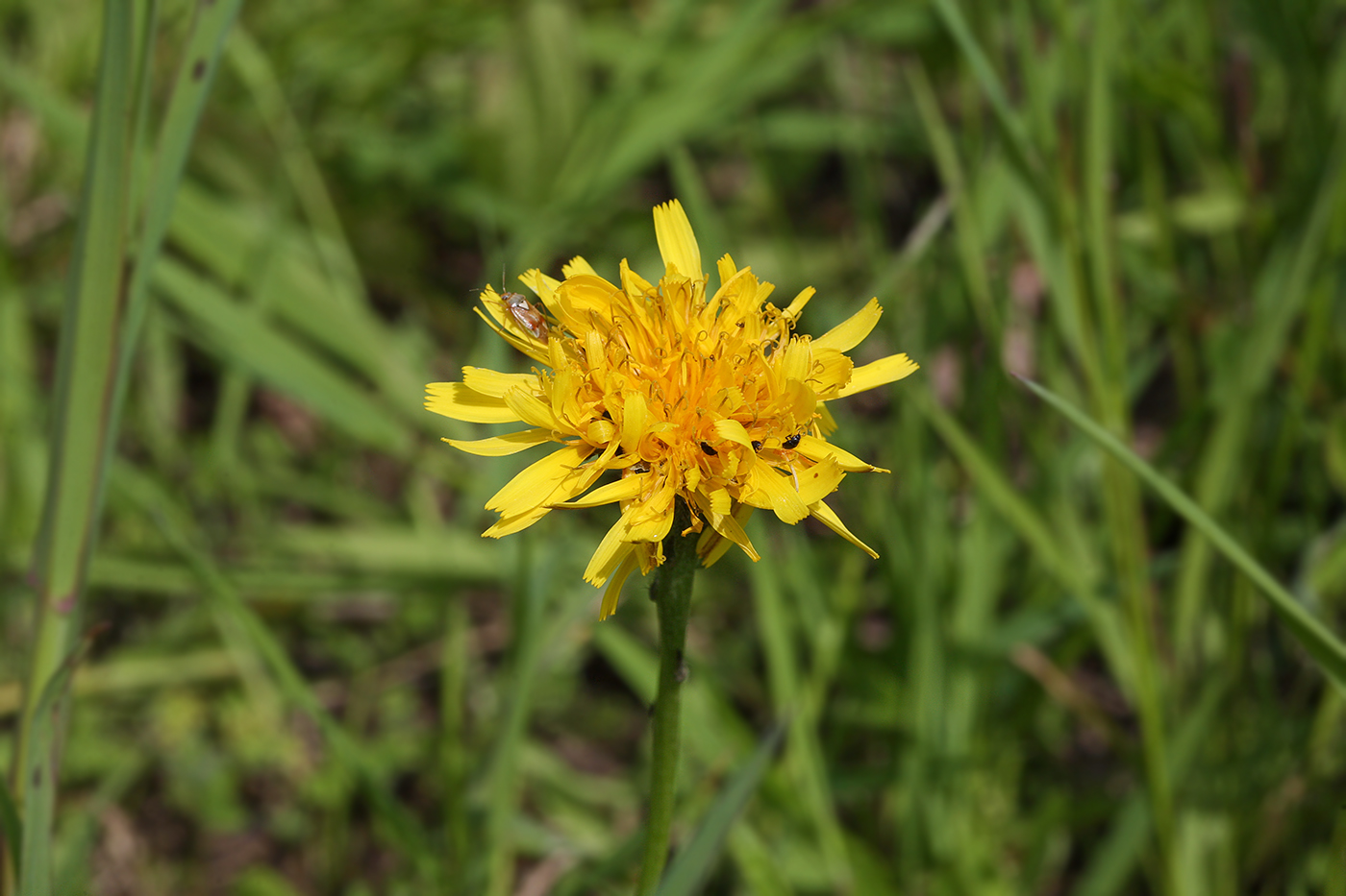 Изображение особи Scorzoneroides autumnalis.