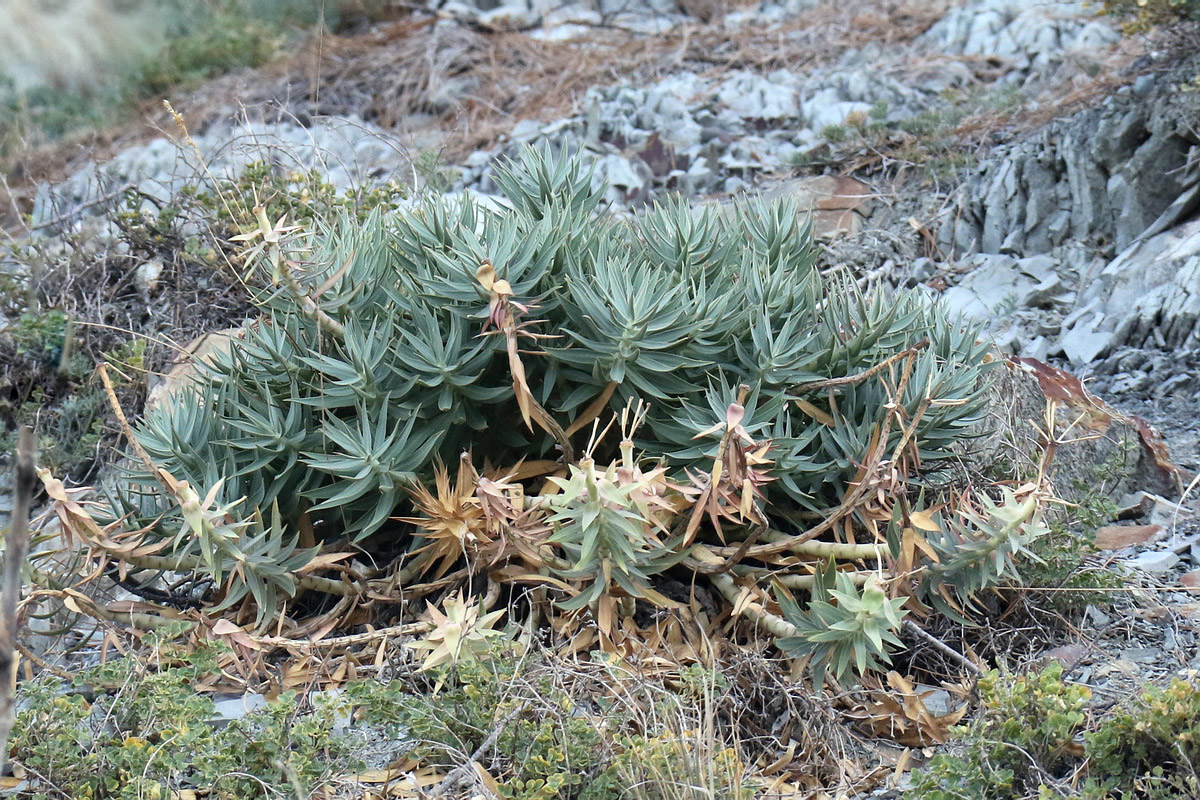 Изображение особи Euphorbia rigida.