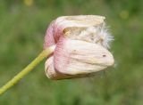 Anemone gortschakowii