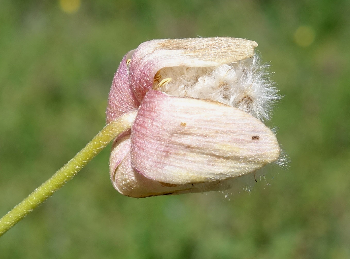 Изображение особи Anemone gortschakowii.