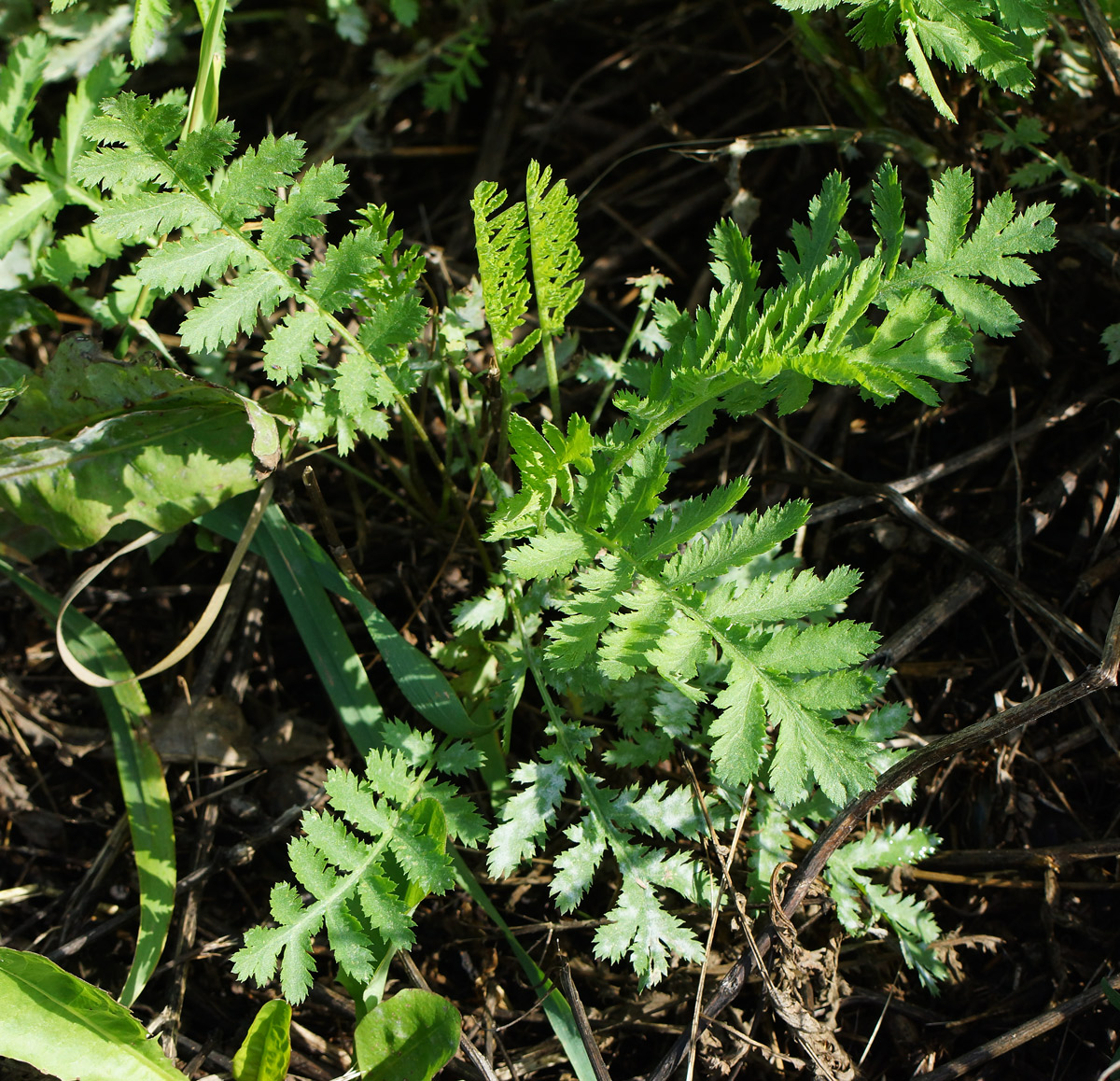 Image of Tanacetum vulgare specimen.