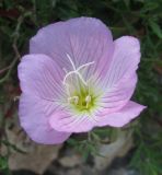 Oenothera speciosa. Цветок. Крым, Симферополь, ботсад университета. 12 июля 2010 г.