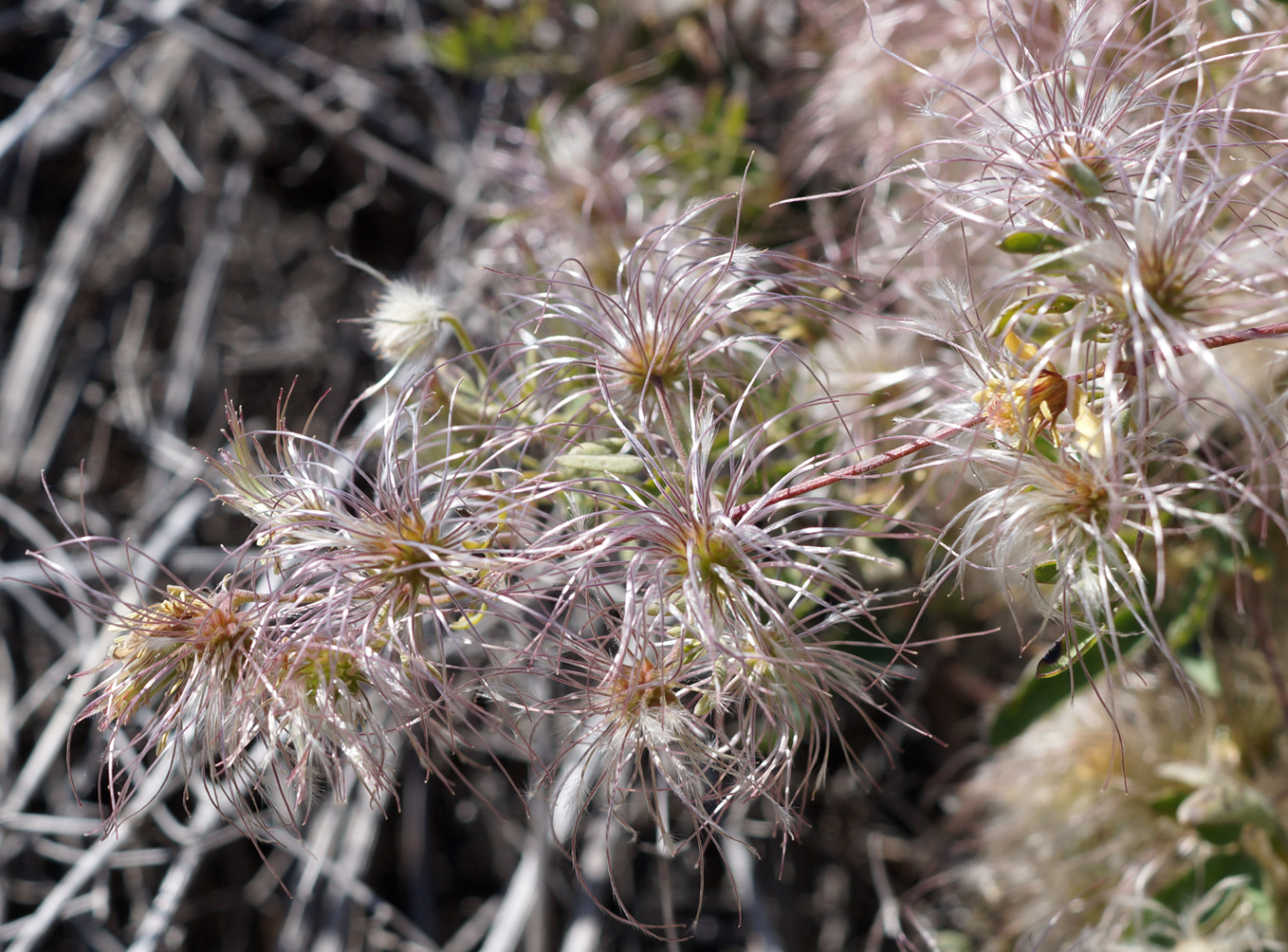 Изображение особи Clematis orientalis.