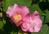 Hibiscus mutabilis