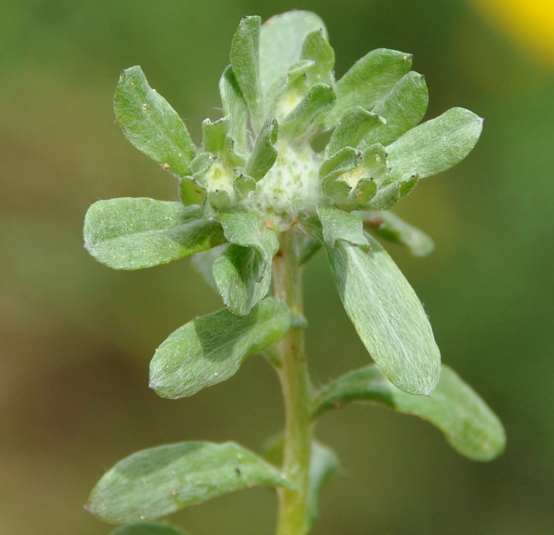 Image of genus Filago specimen.