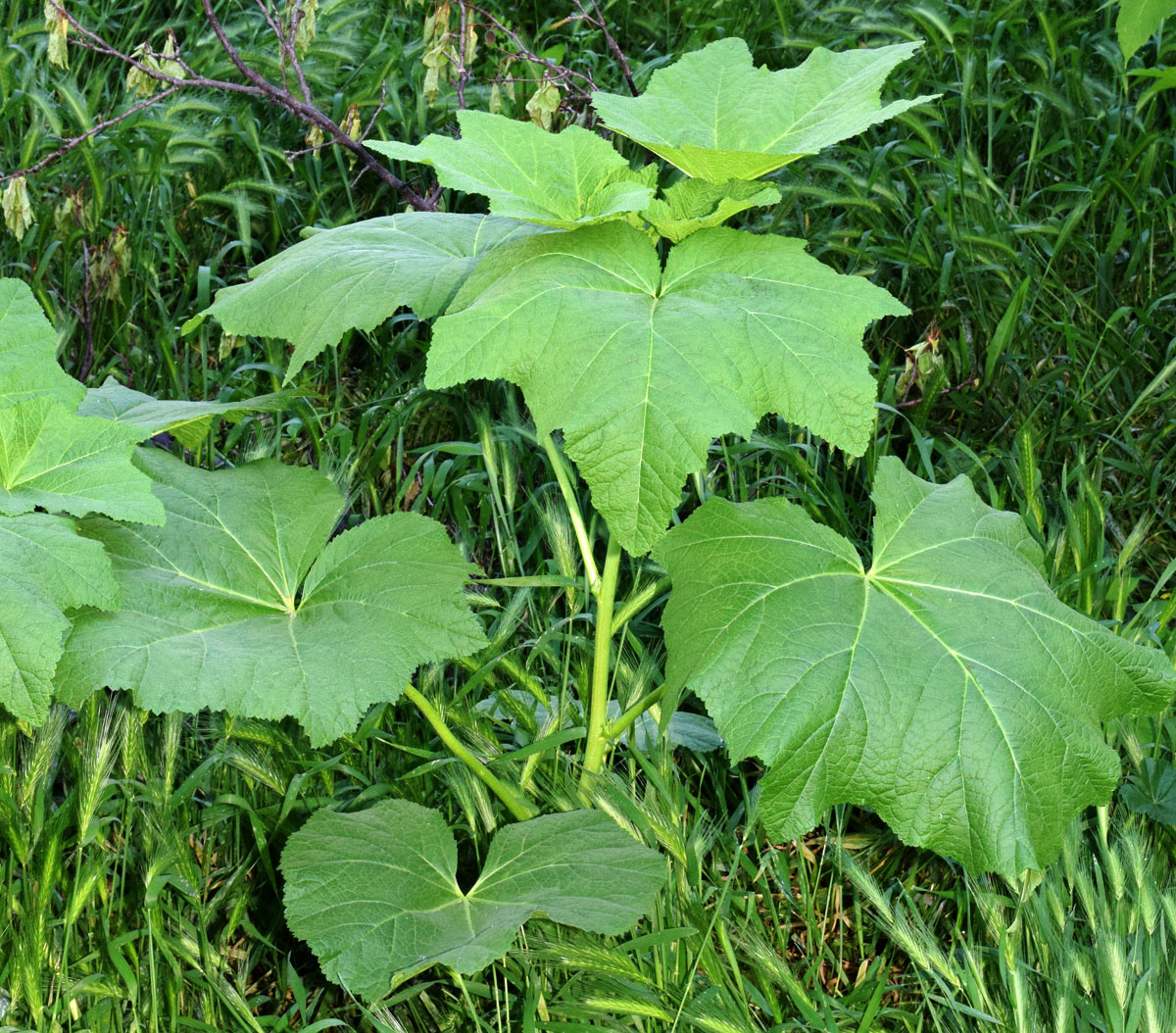 Изображение особи Alcea rosea.