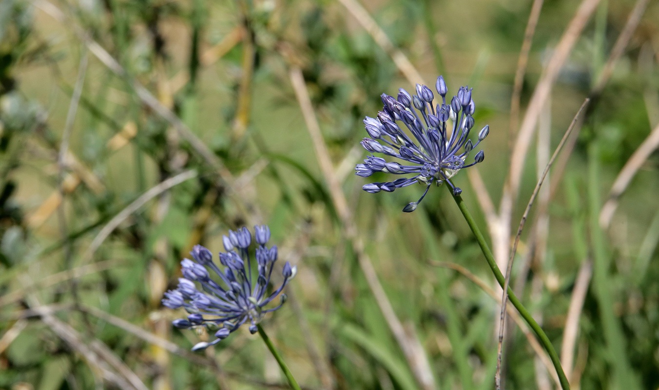 Image of Allium caesium specimen.