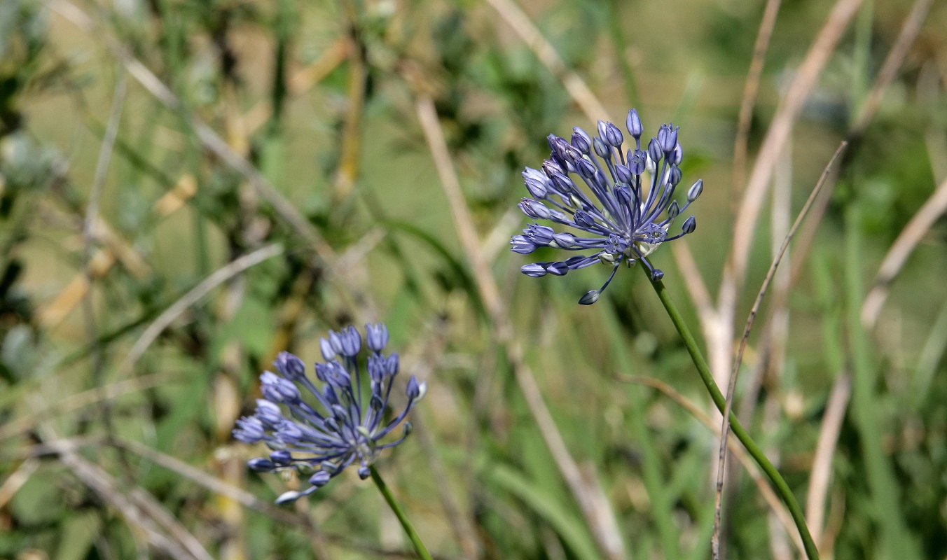 Изображение особи Allium caesium.