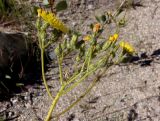 genus Pilosella