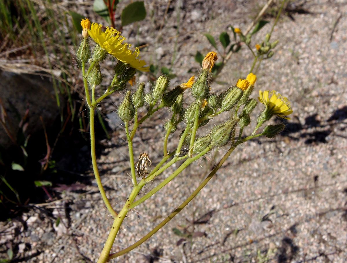 Image of genus Pilosella specimen.