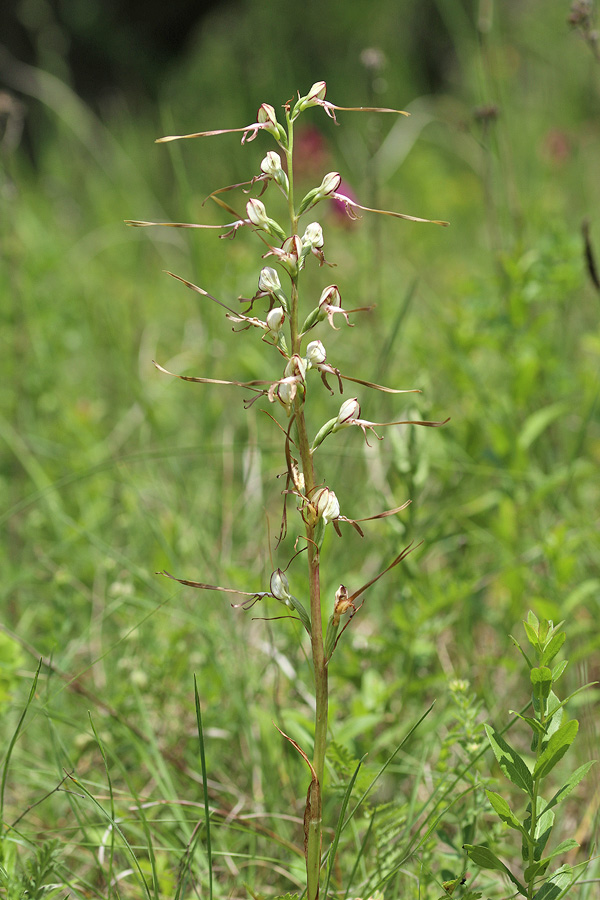 Image of Himantoglossum caprinum specimen.