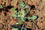 Arctotheca calendula