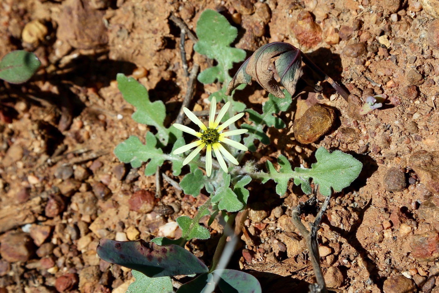 Image of Arctotheca calendula specimen.