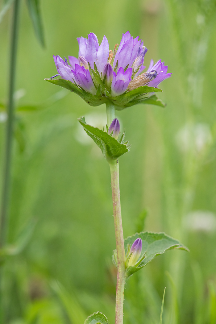 Image of Campanula glomerata specimen.