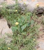 Hibiscus fleckii