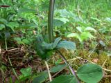 Lathyrus pisiformis