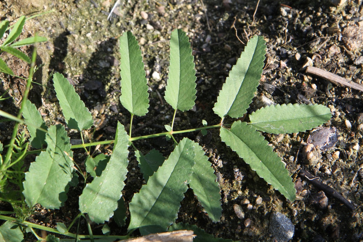 Image of Sanguisorba officinalis specimen.