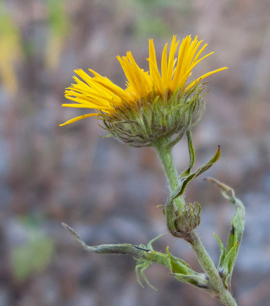 Image of Inula britannica specimen.