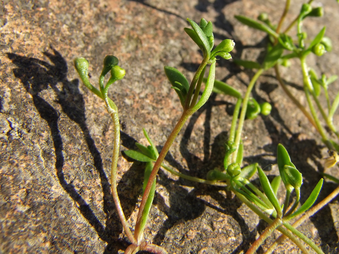 Image of Montia fontana specimen.