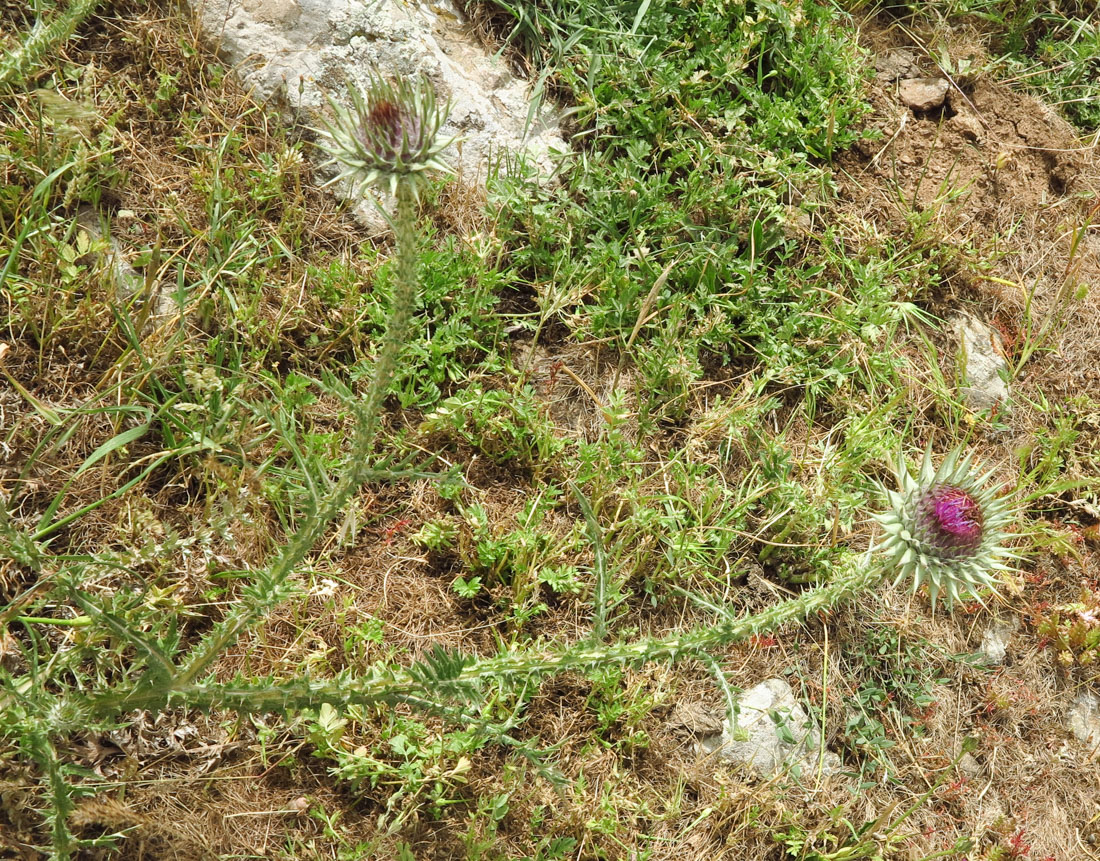 Image of Onopordum blancheanum specimen.