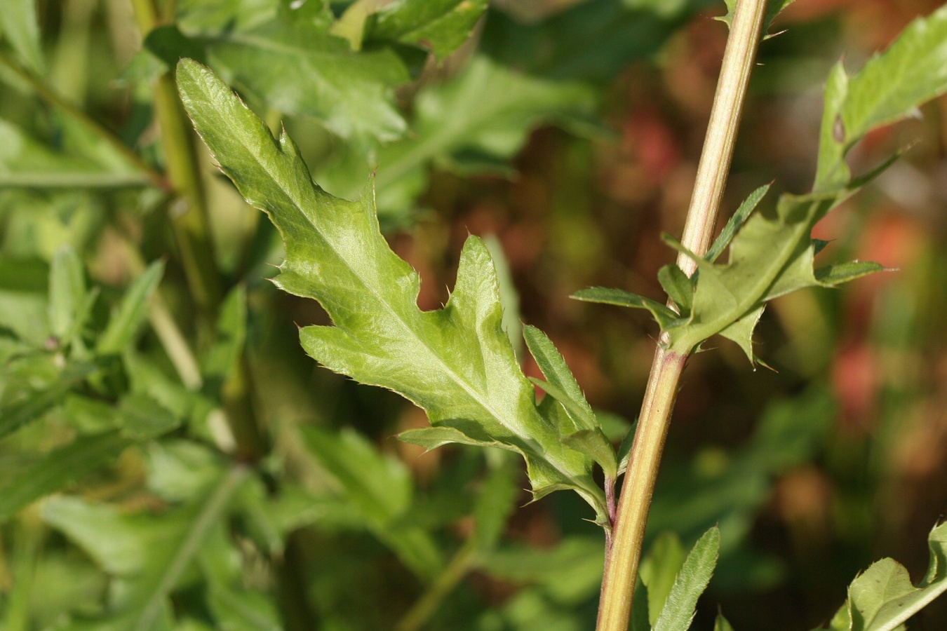 Image of Cirsium arvense specimen.