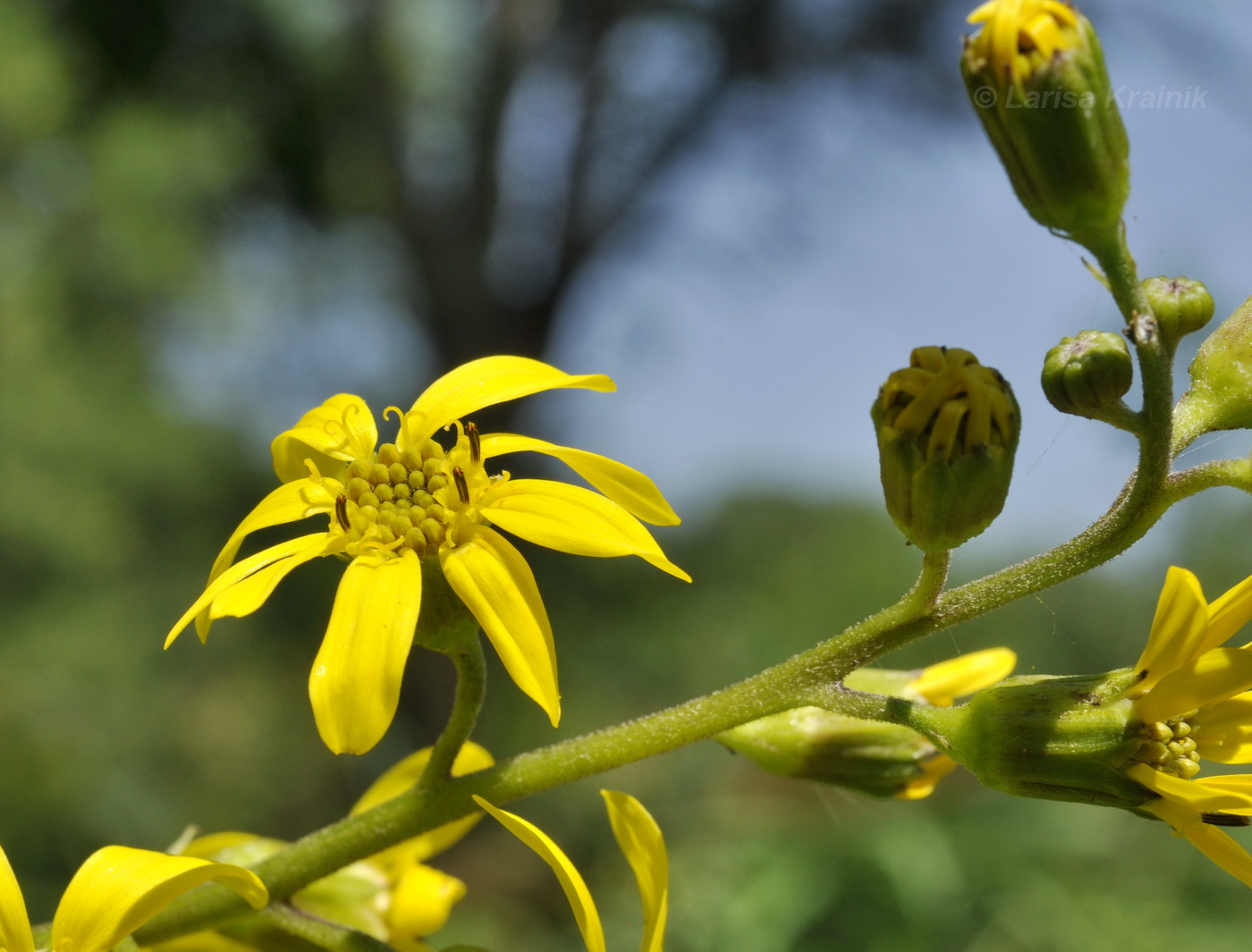 Изображение особи Ligularia jaluensis.