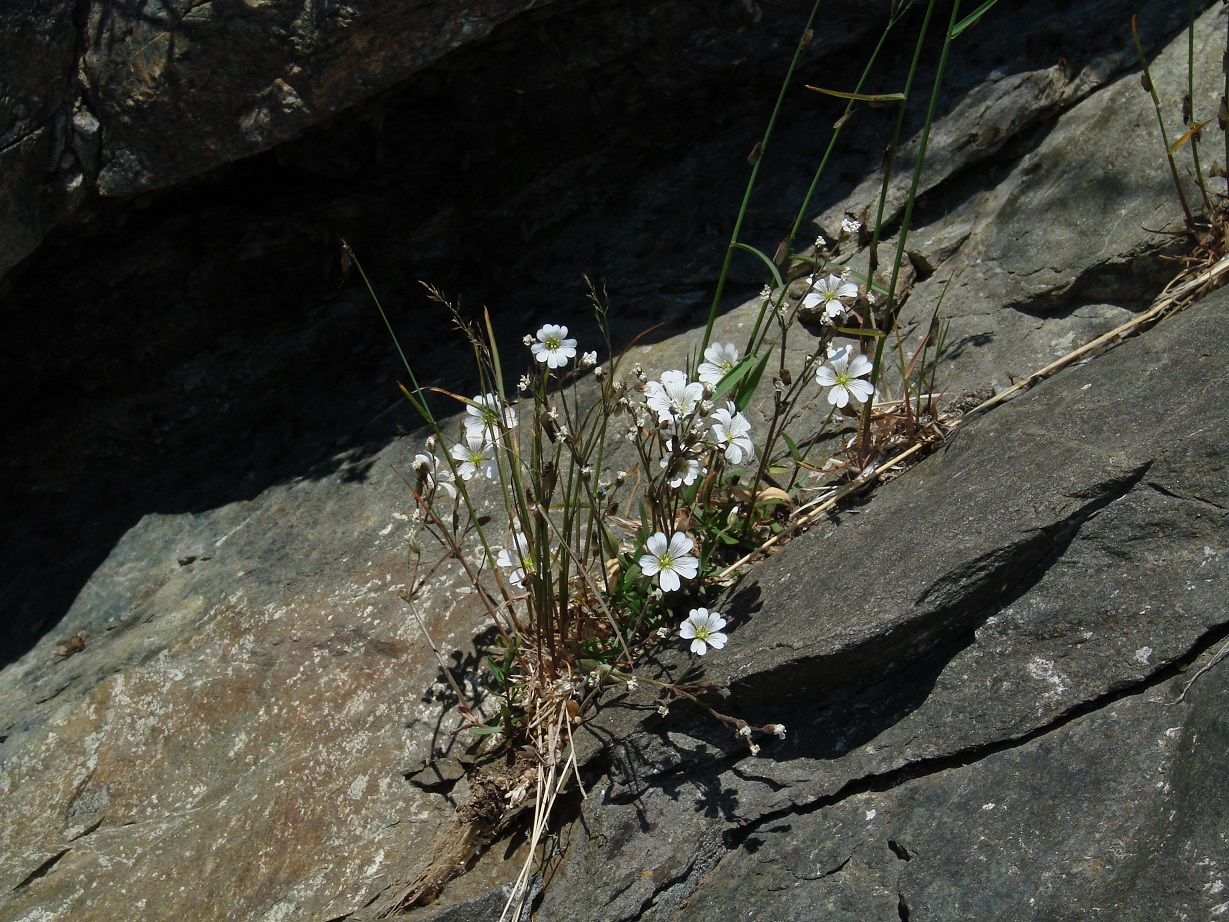 Изображение особи Dichodon cerastoides.