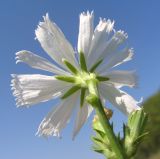 Cichorium intybus