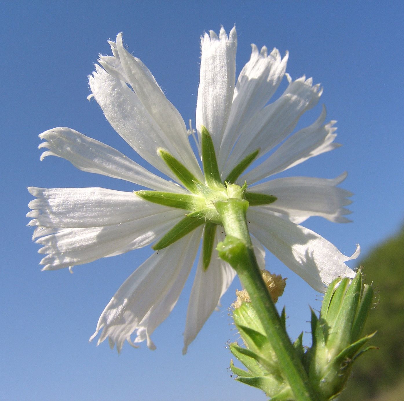 Image of Cichorium intybus specimen.