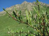 Salix kazbekensis