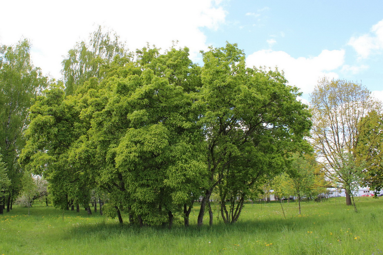 Image of Acer ginnala specimen.