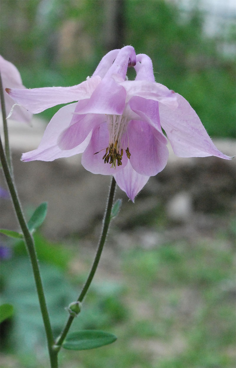 Изображение особи Aquilegia vulgaris.