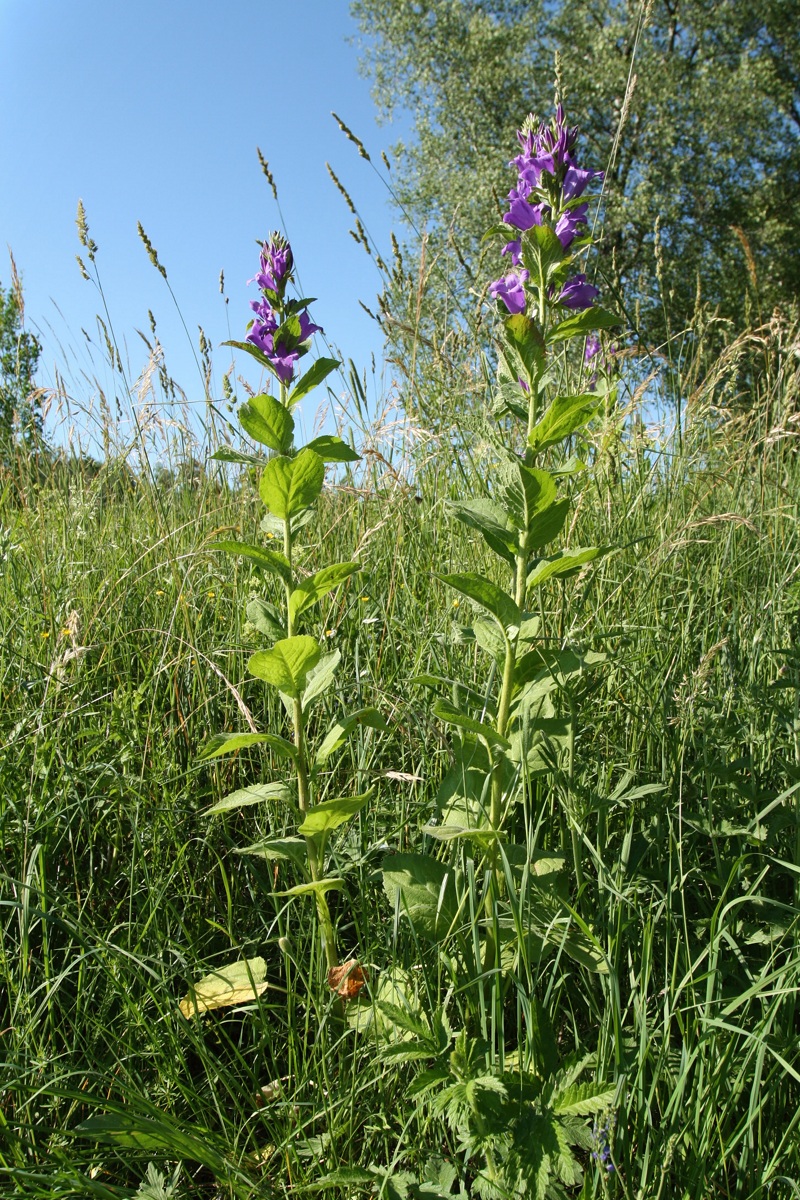 Image of Campanula latifolia specimen.