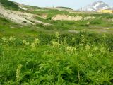 Aruncus dioicus. Цветущие растения. Камчатский край, Елизовский район, Медвежья группа Дачные термальные источники. 28.07.2009.
