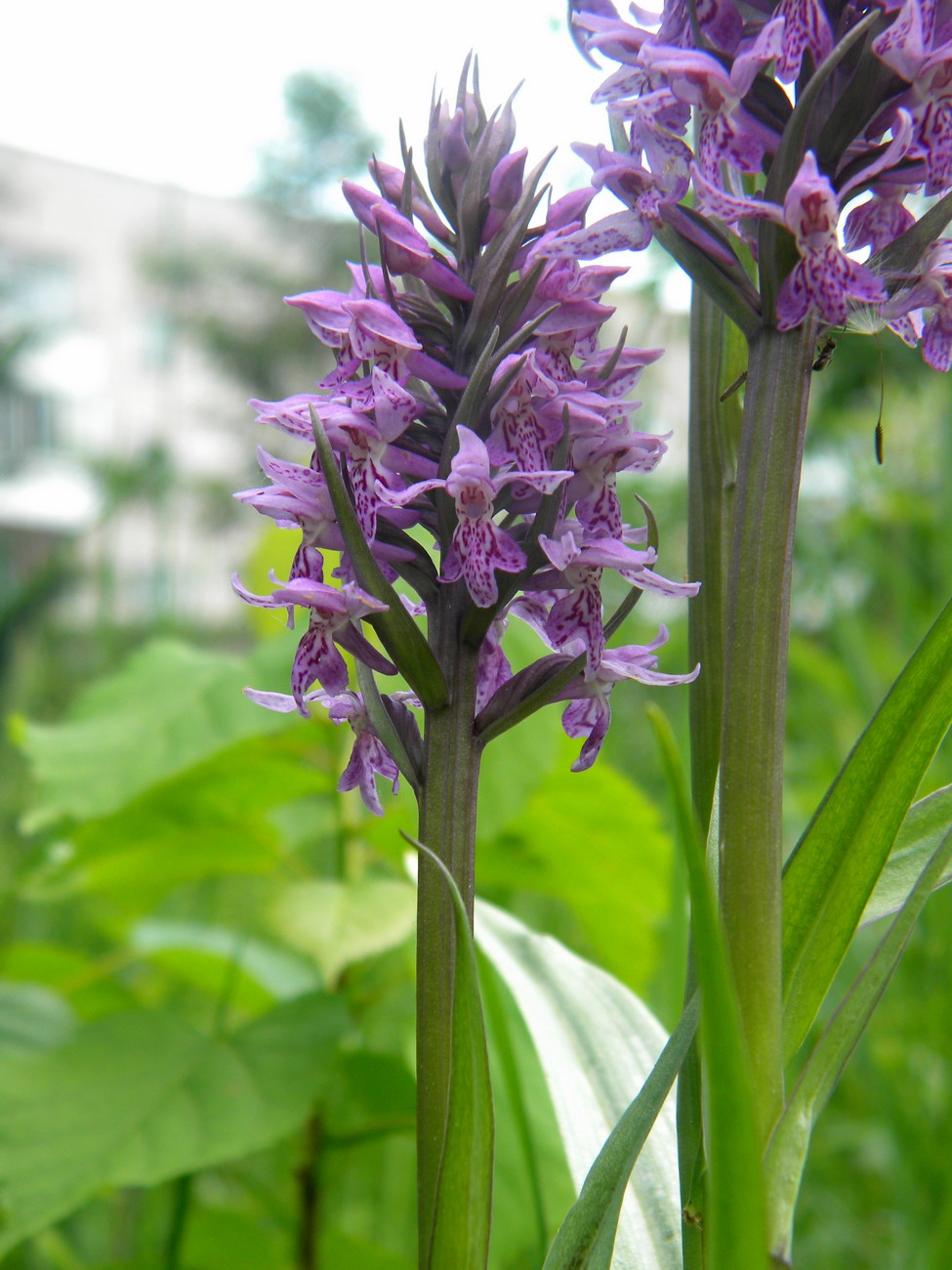 Image of Dactylorhiza sibirica specimen.