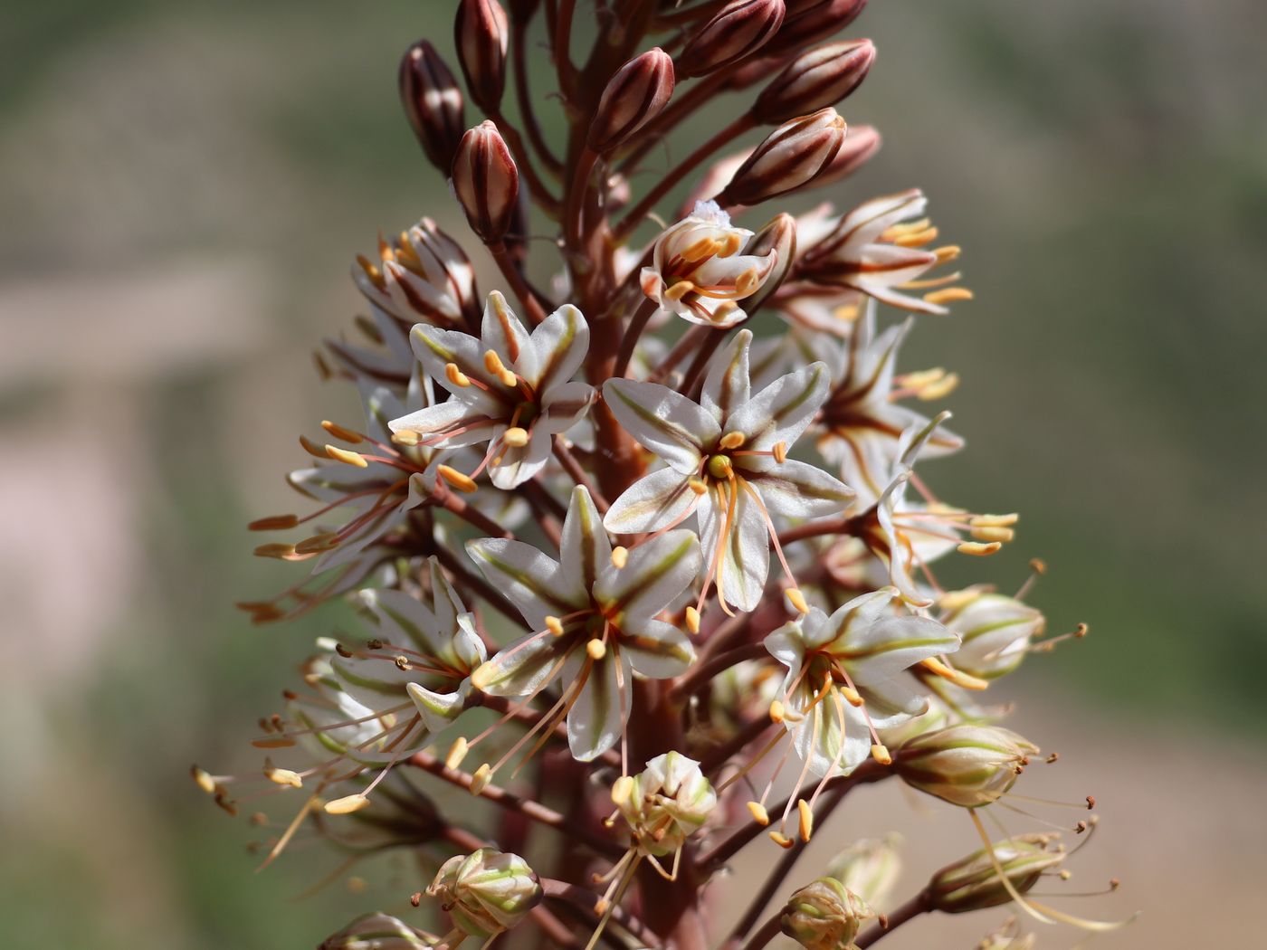 Image of Eremurus &times; decoloratus specimen.