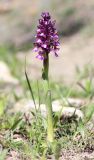 Anacamptis morio подвид caucasica. Цветущее растение. Крым, окр. с. Зеленогорье, ущ. р. Пананьян-Узень, пойма ручья, луг на берегу. 5 мая 2021 г.