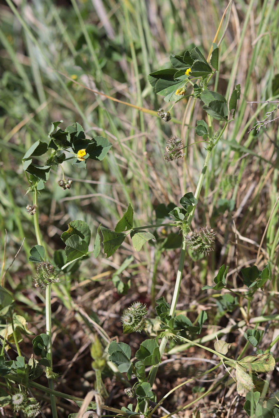 Image of Medicago praecox specimen.