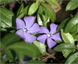 Vinca minor