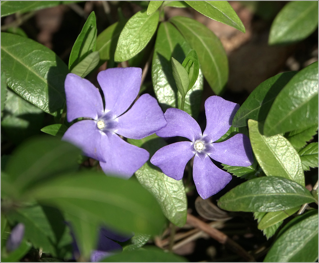 Image of Vinca minor specimen.