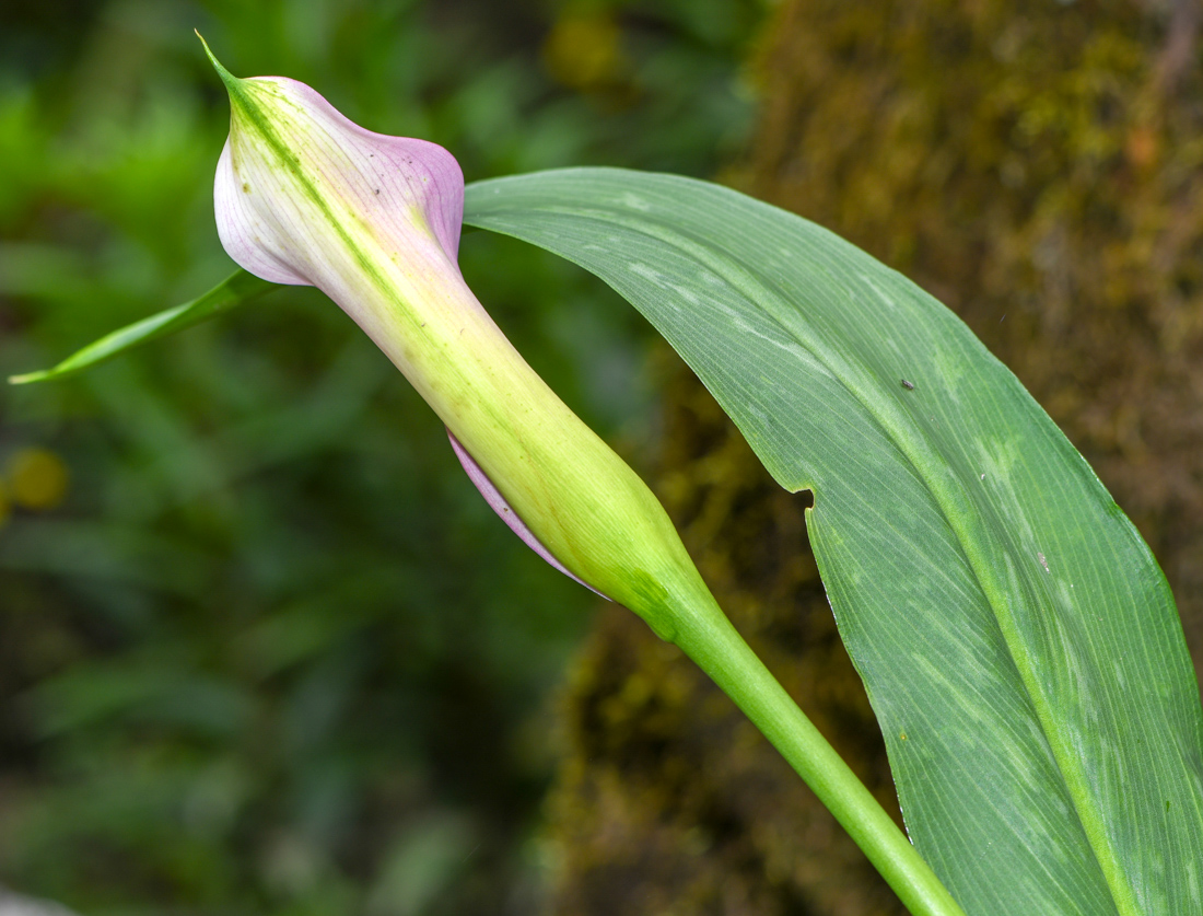 Image of Zantedeschia rehmannii specimen.