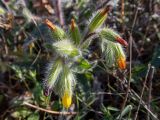 Onosma graeca