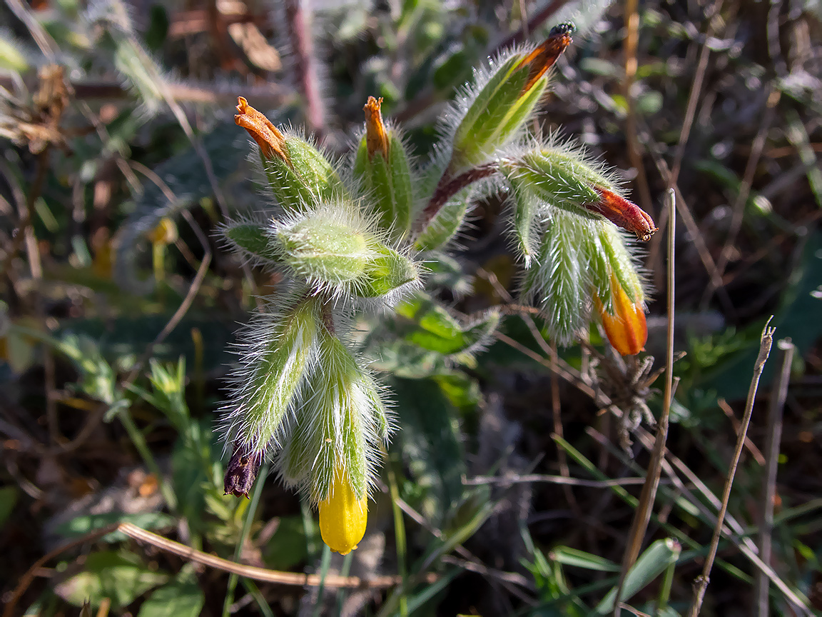 Изображение особи Onosma graeca.